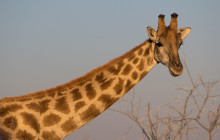 Chameleon Safaris5