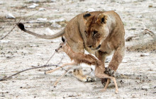 Chameleon Safaris3
