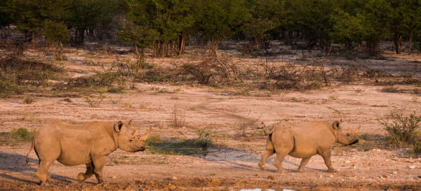 7 Day Namibian Highlights Safari Package