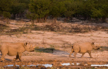 Chameleon Safaris4