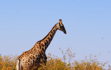 Chameleon Safaris5
