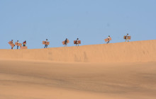 Chameleon Safaris9