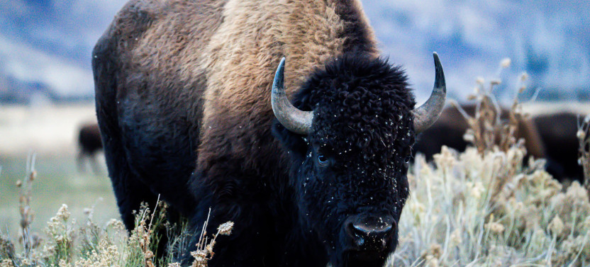 Private Sunrise Grand Teton Wildlife Safari