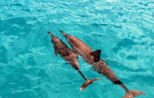 Ocean Joy Cruises18