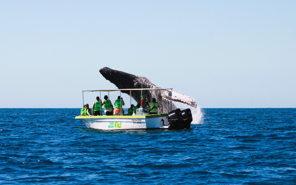 2 Hour Whale Watching Boat Tour in Cabo