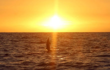 Ocean Joy Cruises17