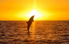 Ocean Joy Cruises15