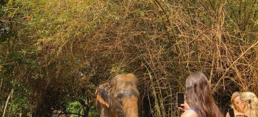 Cambodia Elephant Half-Day Experience from Siem Reap
