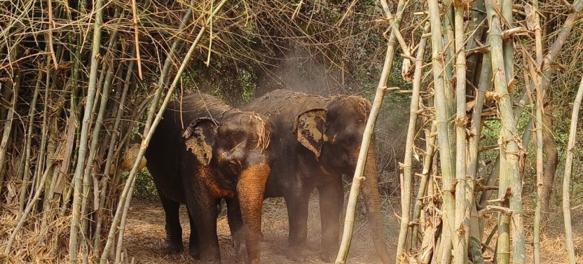 Cambodia Elephant Half-Day Experience from Siem Reap
