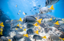 High Tide Los Cabos12