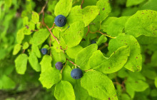 Breathe Alaska14