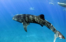 Ocean Joy Cruises20