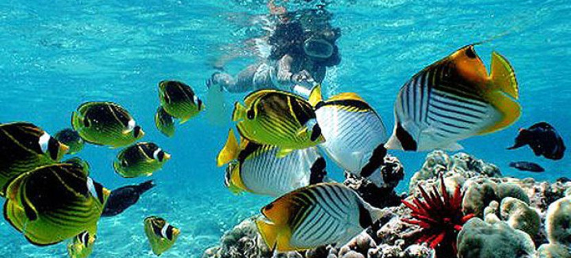 2.5 Hour Morning Snorkel
