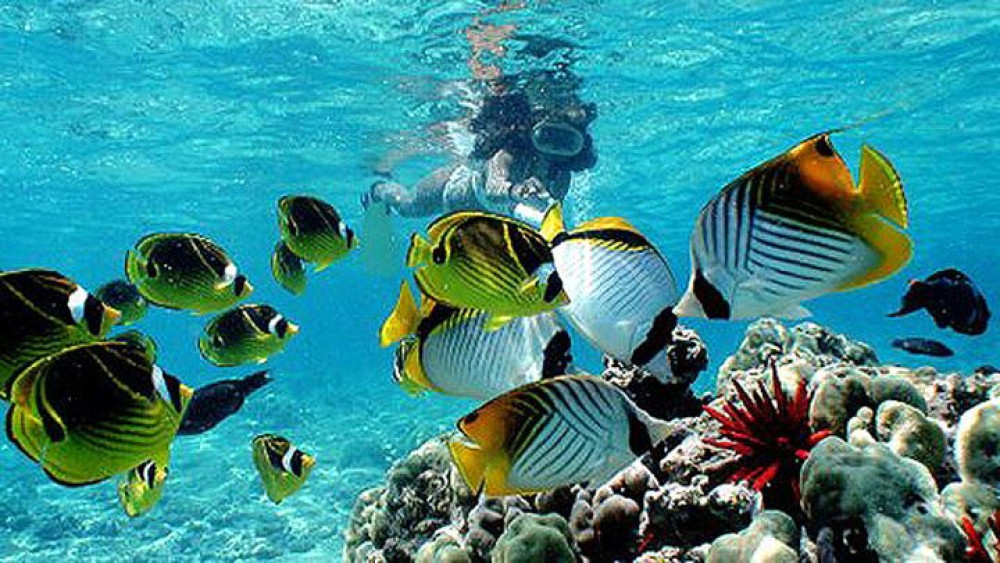2.5 Hour Morning Snorkel