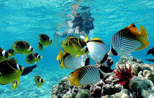 Snorkel Big Island1