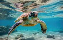 Snorkel Big Island3