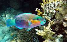 Snorkel Big Island4