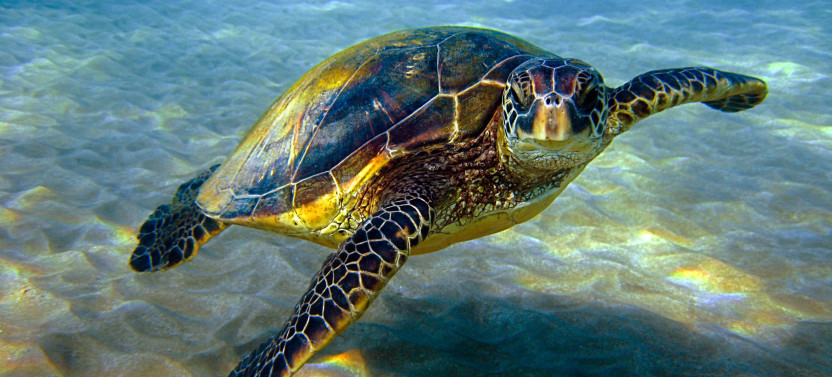 4 Hour Snorkel Excursion