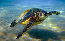 Snorkel Big Island2
