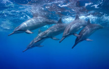 Snorkel Big Island4