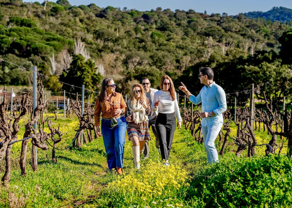 Private Full-Day Wine Tour from Lisbon with Tastings
