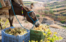 Wineland Tours13