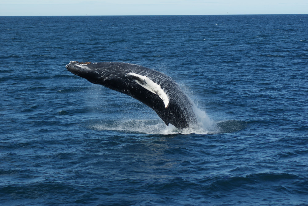 Akureyri Whale Watching: Discover Oceanic Marvels