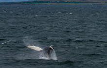 Reykjavik Sailors ehf5