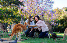 Koala and River Cruises10