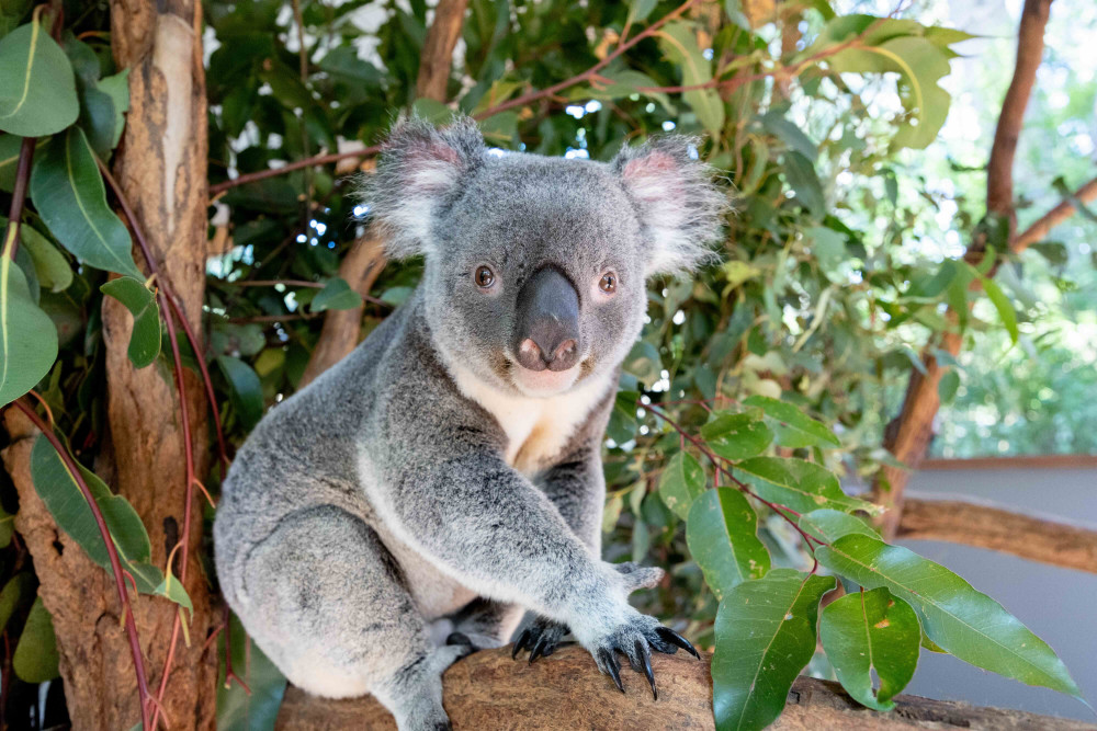 Koala and River Cruises