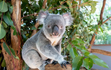 Koala and River Cruises11