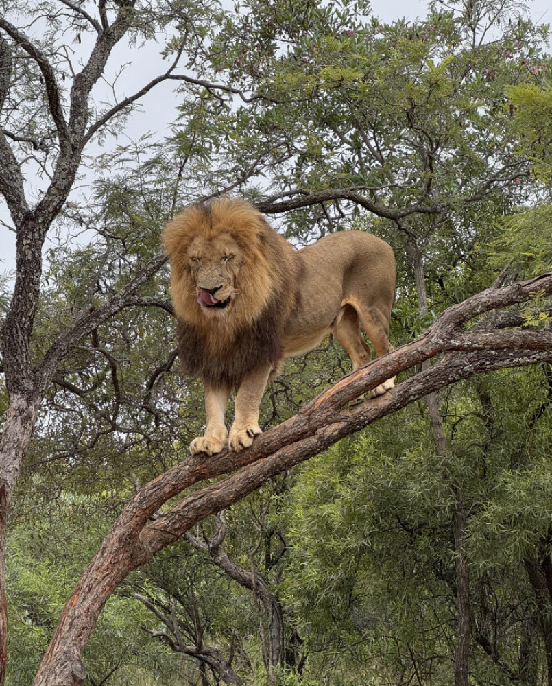 Walk with Lions in Johannesburg