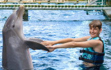 Dolphin Discovery4