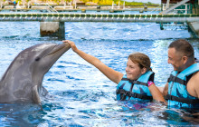 Dolphin Discovery8
