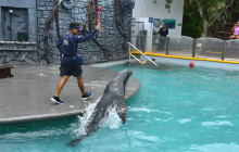 Dolphin Discovery9