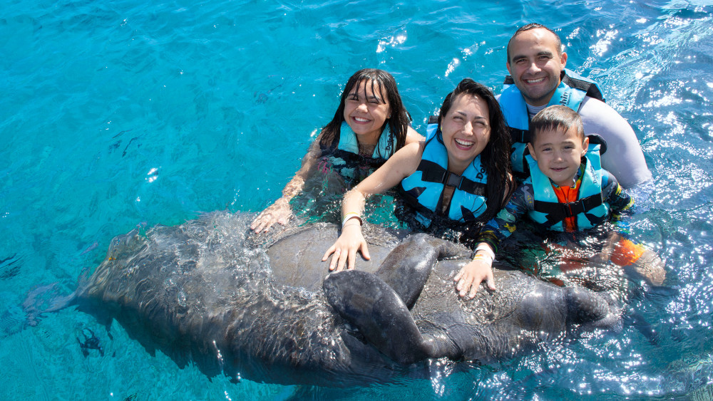 Swim With The Manatees In Dolphin Discovery's Cozumel Park