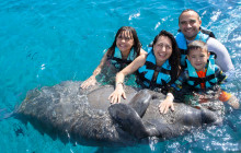 Dolphin Discovery1