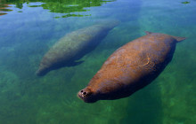 Dolphin Discovery5