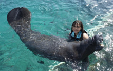 Dolphin Discovery6