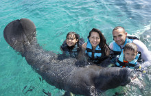 Dolphin Discovery7