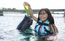 Dolphin Discovery9