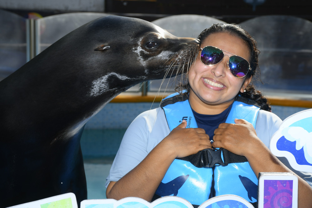 Swimming With Sea Lions In Cozumel With Dolphin Discovery