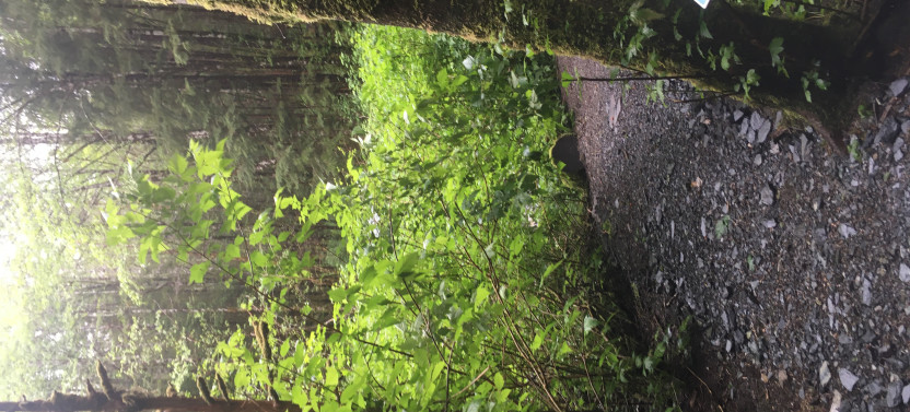 Ketchikan Town Tour, Totem Heritage Center & Trail Hike Combo