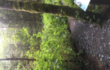 Alaska Bigfoot Adventures2