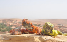 Morocco First Travel With Us8