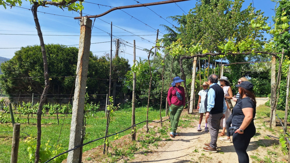 From Porto: Paiva Walkways, 516 Bridge & Green Wine Tour