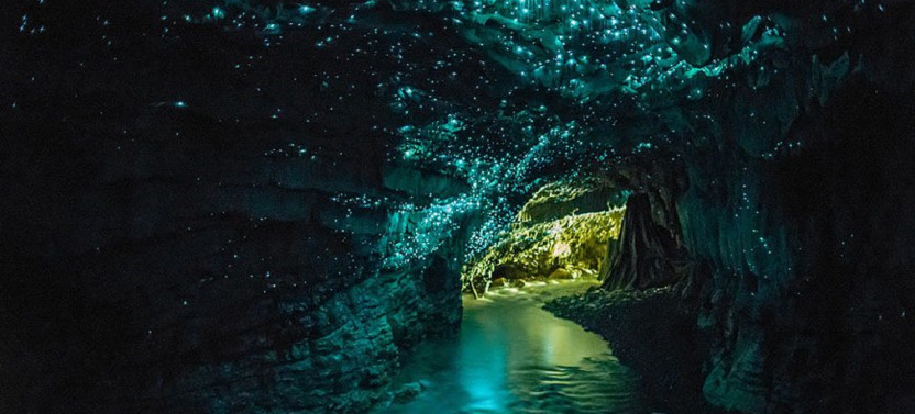 Waitomo Glowworm Cave Tour
