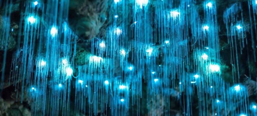 Waitomo Glowworm Cave Tour