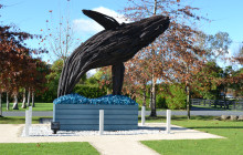 Auckland and Beyond Tours2