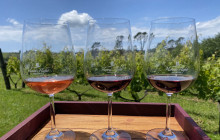 Auckland and Beyond Tours3